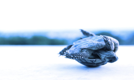 Nexus Mutual Afectada con $3M en Exposición de Ethereum por Incumplimiento con Orthogonal Trading