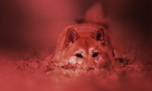 Resumen Semanal: Bitcoin y Ethereum Caen Pero Dogecoin Se Estrella 20%