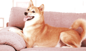 Subastan NFT Que Da Derechos a Tener el Sofá del Shiba Inu Original del Meme "Doge"