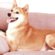 Subastan NFT Que Da Derechos a Tener el Sofá del Shiba Inu Original del Meme "Doge"